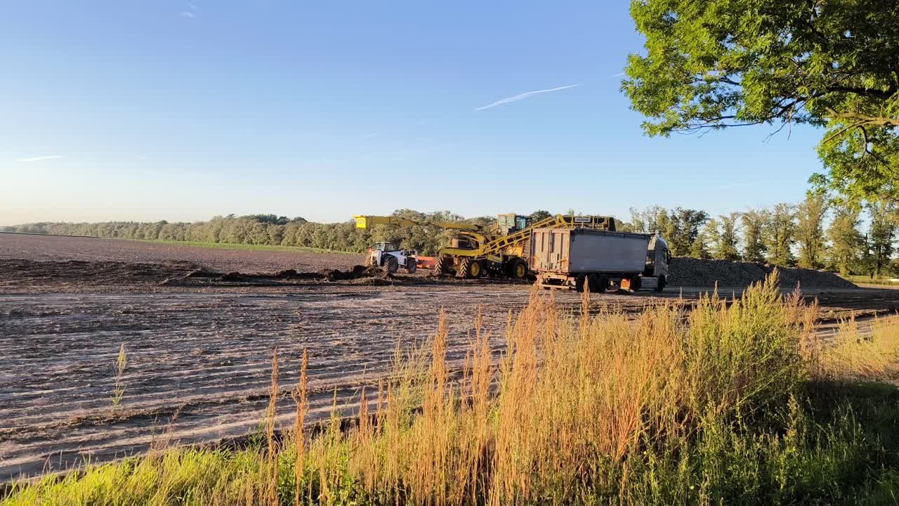 Sunset view of agricultural machinery loading sugar beets in a field in the Czech Republic. Warm evening light highlights farm equipment, soil and peaceful rural surroundings