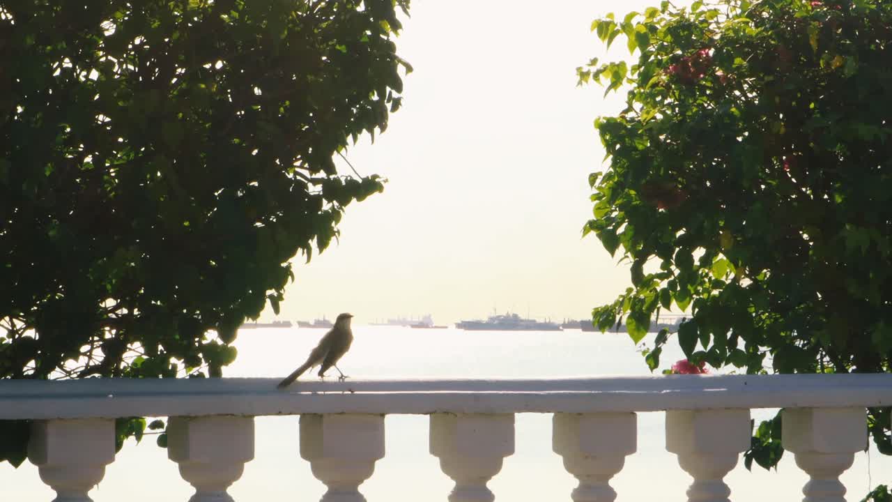 Bird on a Balcony Overlooking the Ocean