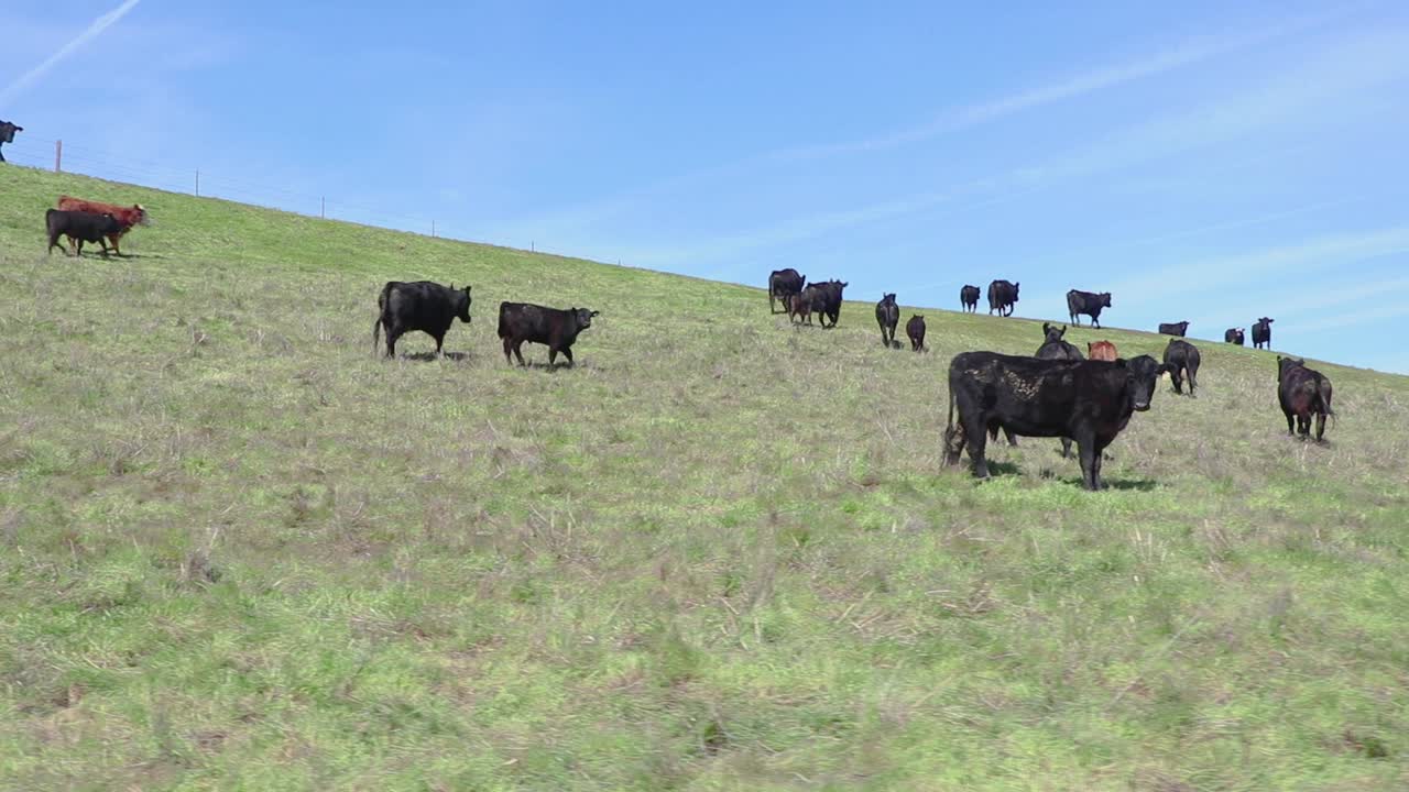 el ganado corre ligeramente cuesta arriba para seguir a la manada en el exuberante campo verde