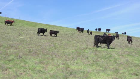 cattle lightly run uphill to follow the herd in the lush green field