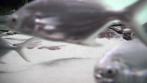 un banco de peces cachorros plateados nadando en el fondo arenoso de un acuario