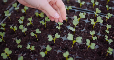 Gardener-Working-With-Flower-Sprouts-In-Greenhouse-1