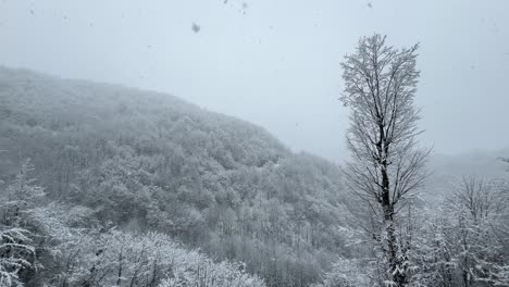 Un-Solo-árbol-En-La-Nieve-Con-El-Fondo-De-Una-Montaña-Forestal-Cubierta-Por-Una-Intensa-Nieve-Blanca-En-El-Bosque-De-Hircanian,-Paisaje-Natural,-Nevadas-En-El-Campo-De-La-Aldea-Rural-De-Las-Tierras-Altas,-El-Maravilloso-Recorrido-Panorámico-De-Senderismo