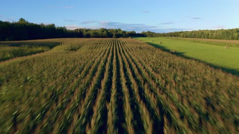 drone speeding over a wheat field before taking off and showing a nice forest and a lake