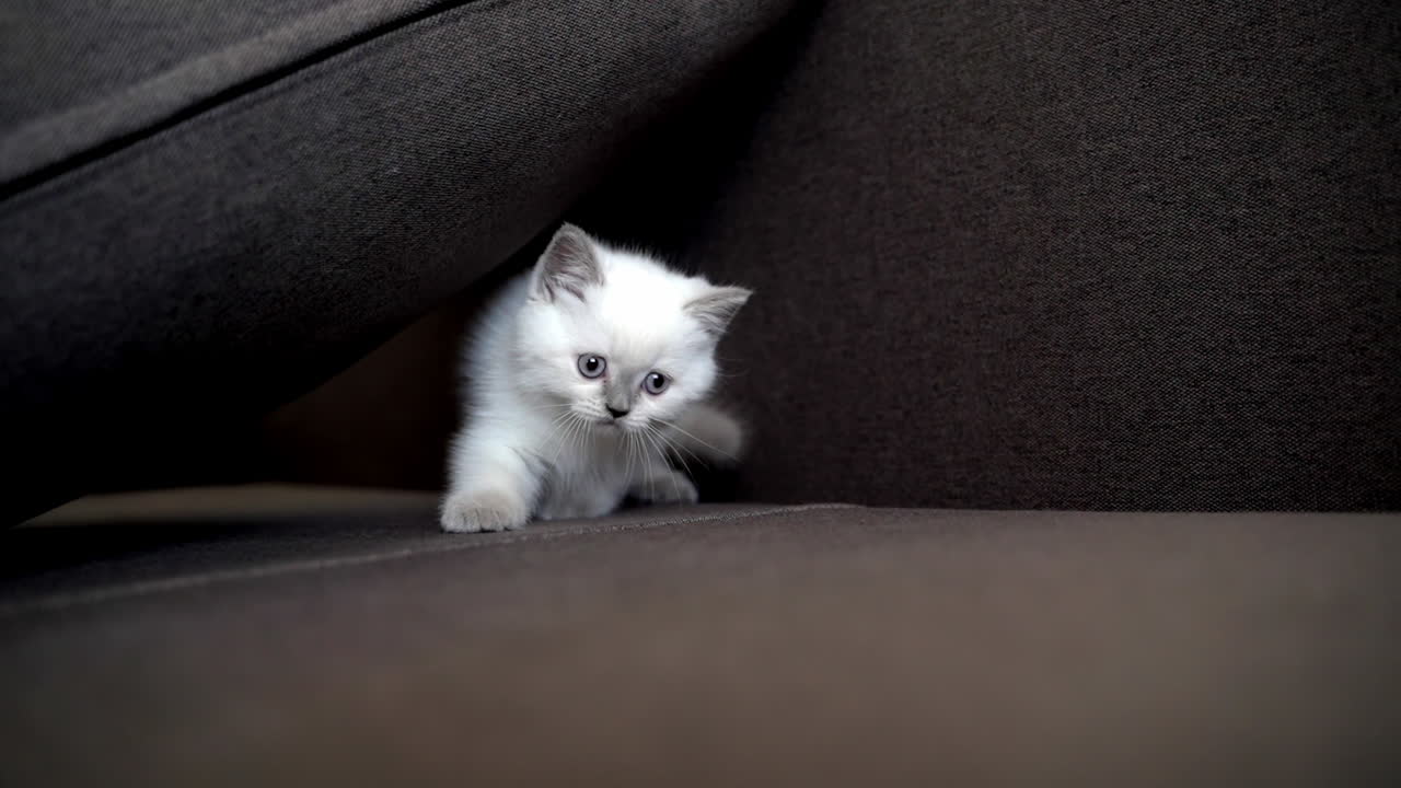 Resting cat on sofa. Cute kitten sleeping on sofa at home