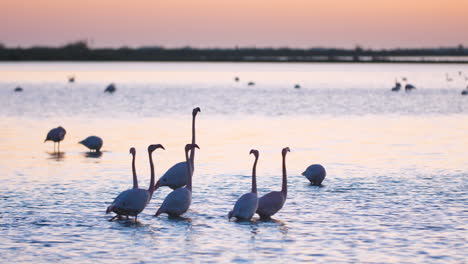 group of pink flamingos walking into frame sunset time. france barrier pond