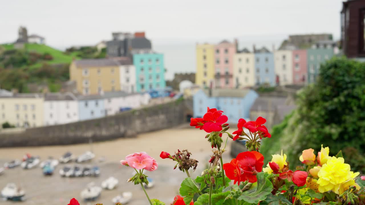 Slow Pan of Colorful Flowers with Blurry Background of Tenby Harbour, Wales