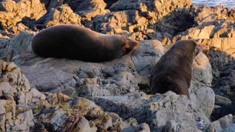 Un-Par-De-Lobos-Marinos-De-Nueva-Zelanda-Kekeno-En-La-Costa-Rocosa,-Uno-Descansando,-Uno-Caminando-Hacia-El-Océano,-En-La-Costa-Sur-De-Wellington,-Nueva-Zelanda-Aotearoa