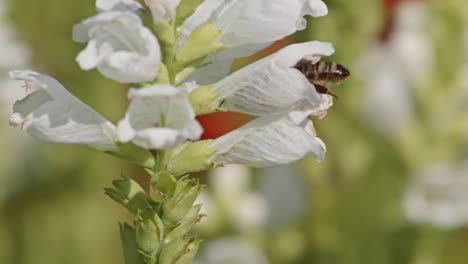 Close-up-view-of-a-bee-pollinating-a-flower,-hiding-in-and-out-in-a-funny-way