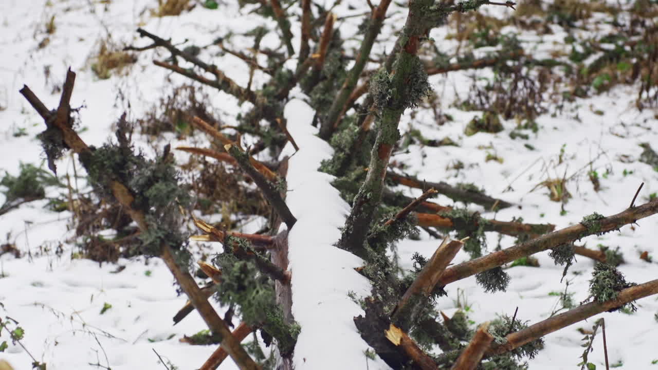 A beautiful nature video of a fallen tree covered with snow in a forest of pine, fir and birch trees on the Vitosha mountain in Sofia, Bulgaria
