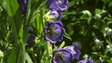 bees on purple bell flowers