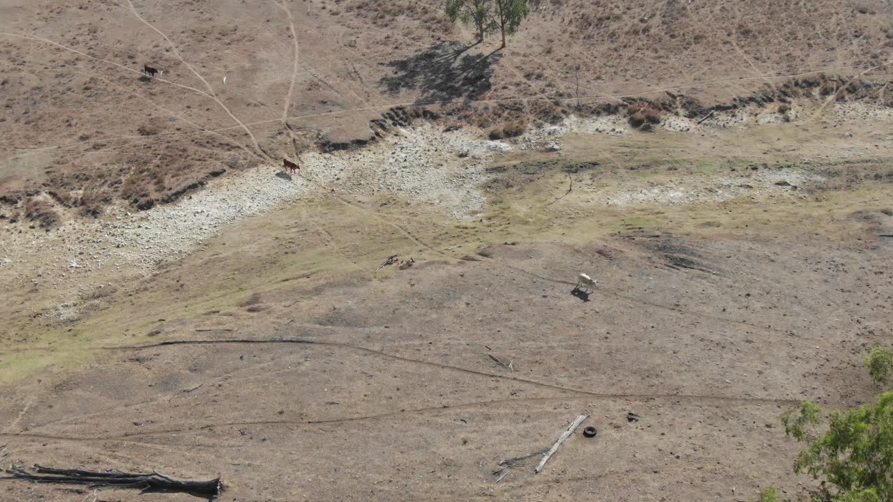 vacas caminando por tierras alrededor de san lorenzo en australia