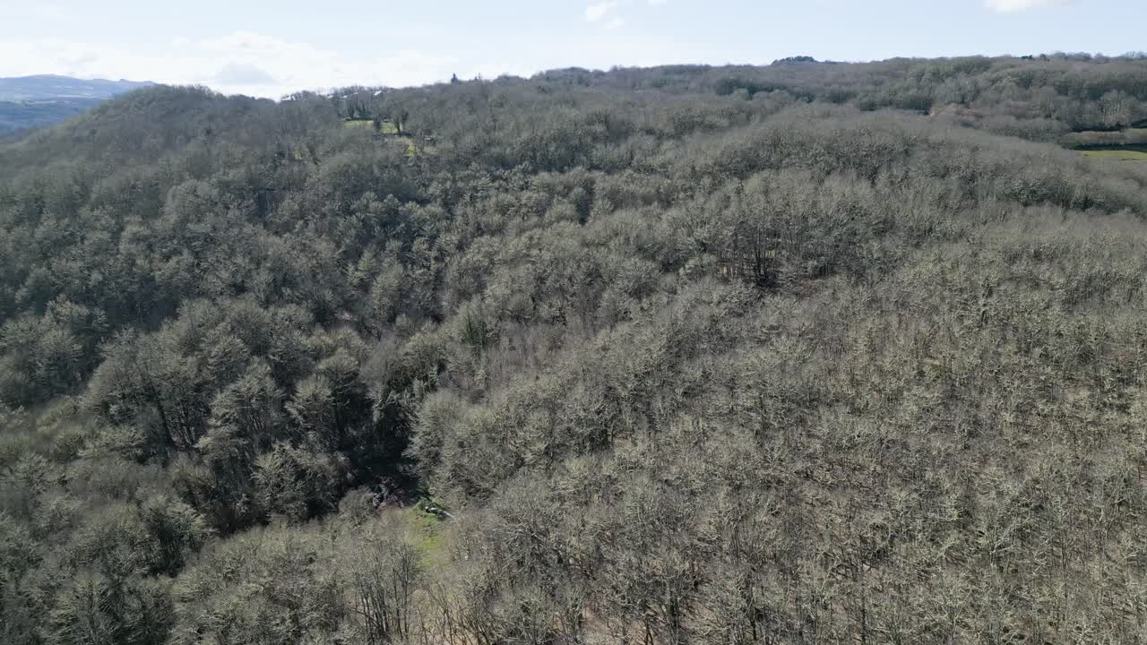 Panoramisk luftoptagelse med dolly over bladløse eg- og kastanjetræer på en bjergside i Ourense, Spanien.