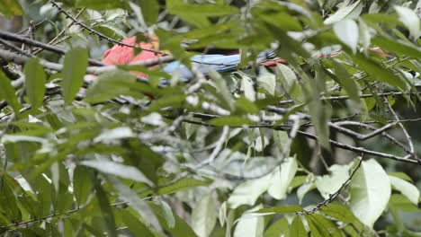 un pájaro macaw escarlata de colores interesados se sienta y se vuelve en el árbol para mirar a su alrededor