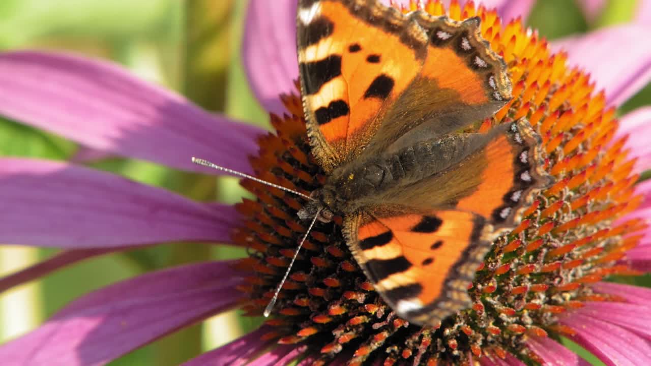 primer plano macro de una pequeña mariposa naranja de concha sentada en una flor de cono púrpura y polinizándola