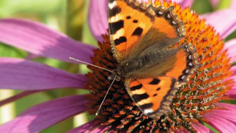 Primer-Plano-Macro-De-Una-Pequeña-Mariposa-Naranja-De-Concha-Sentada-En-Una-Flor-De-Cono-Púrpura-Y-Polinizándola