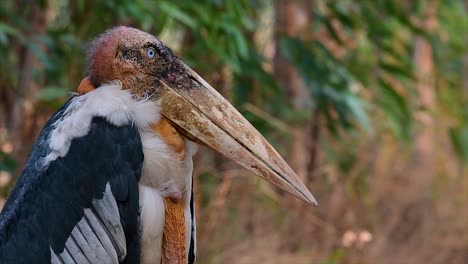 un gran pájaro de la familia de las cigüeñas común en el sur de asia y ahora en peligro de extinción debido a la pérdida de hábitat