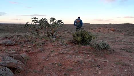 hombre caminando, plantas del desierto en flor, interior de australia