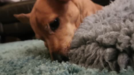 cute brown dog chewing and teething on a grey rug eagerly waiting for the owners to get home so they can give her attention