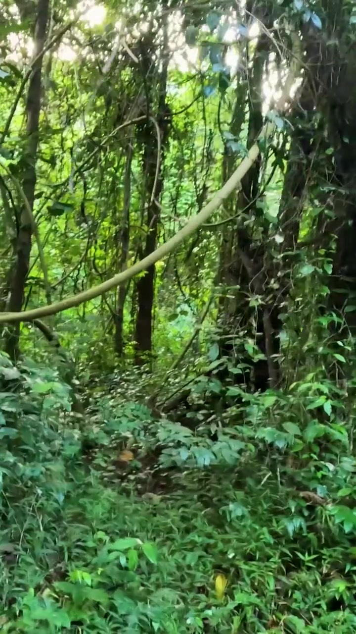 Vegetazione lussureggiante con la luce del sole che filtra tra gli alberi