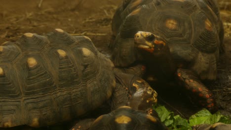 three tortoises eating