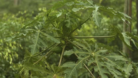 Papaya-tree-with-green-leaves,-small-fruits-and-flowers-on-a-green-blurred-trees-background