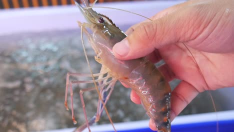 holding-a-live-river-prawn-in-hand-out-of-water-tank-ready-to-cook