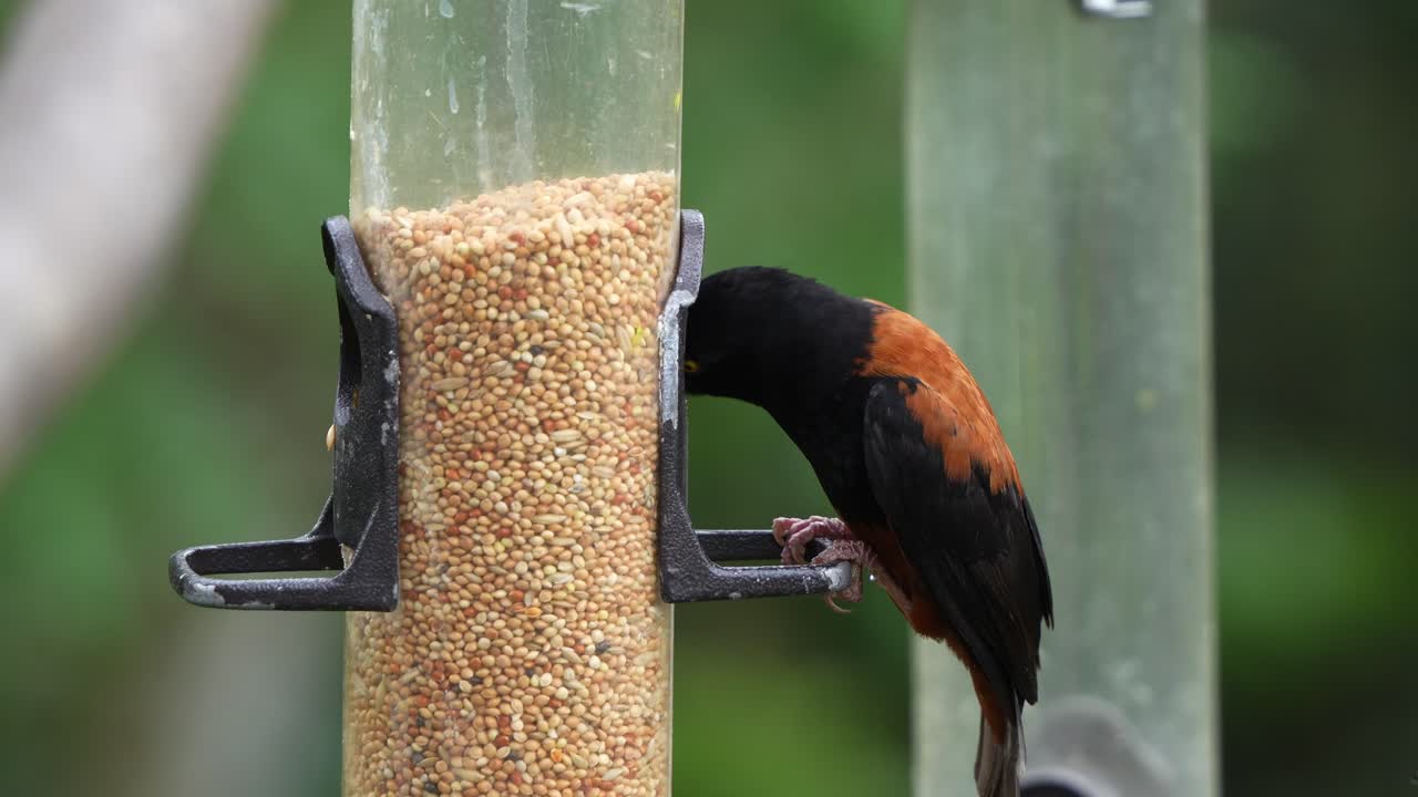 Chestnut-and-black weaver, ploceus castaneofuscus, vieillot's black weaver, ploceus nigerrimus perched on outdoor hanging bird feeder, busy eating the seeds from the tube, close up shot