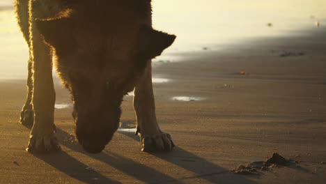 dog chewing ball at the beach, golden hour