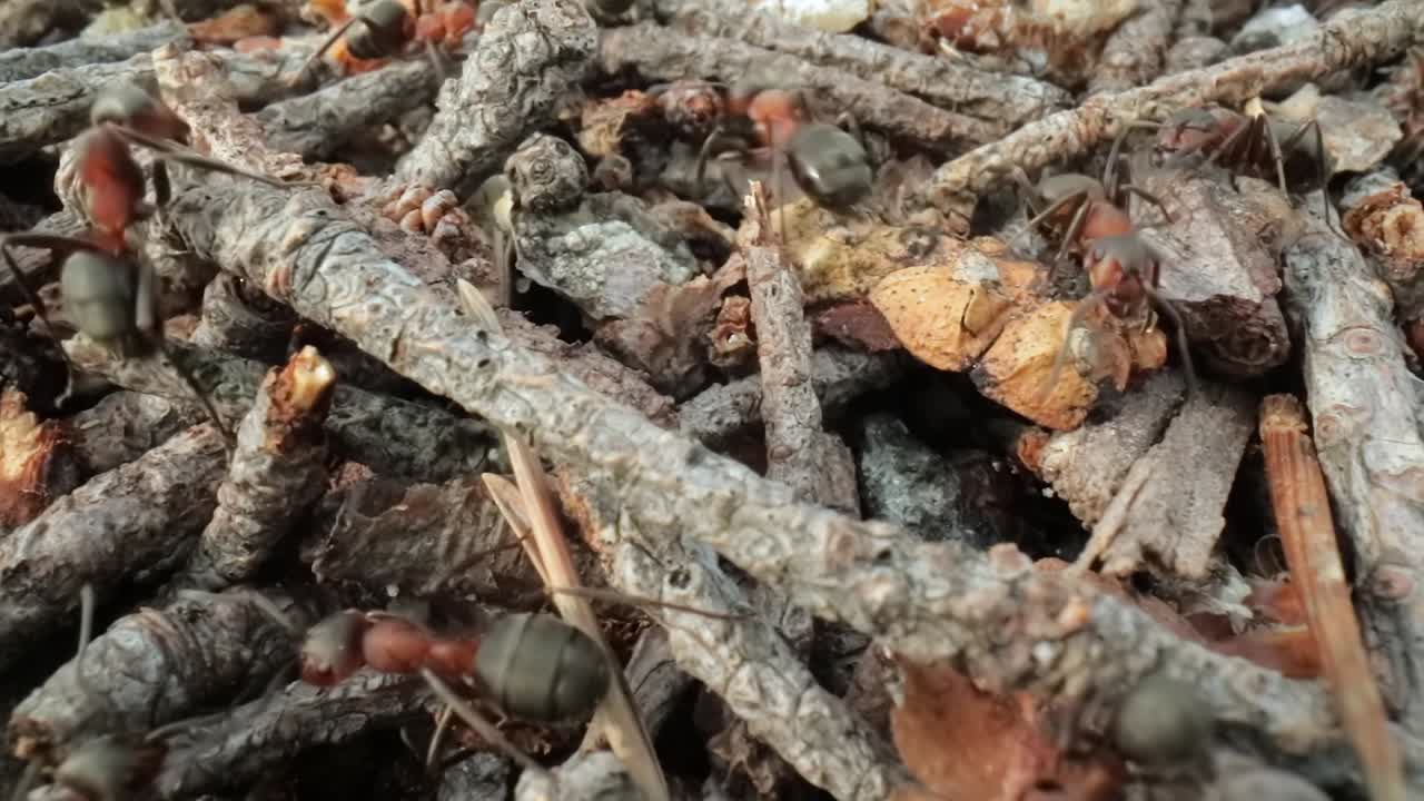 colina de hormigas salvajes en el bosque súper macro primer plano