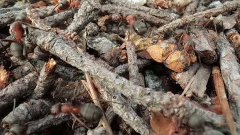 wild ant hill in the forest super macro close-up shot