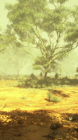 misty morning in an australian bushland with trees and earthy tones