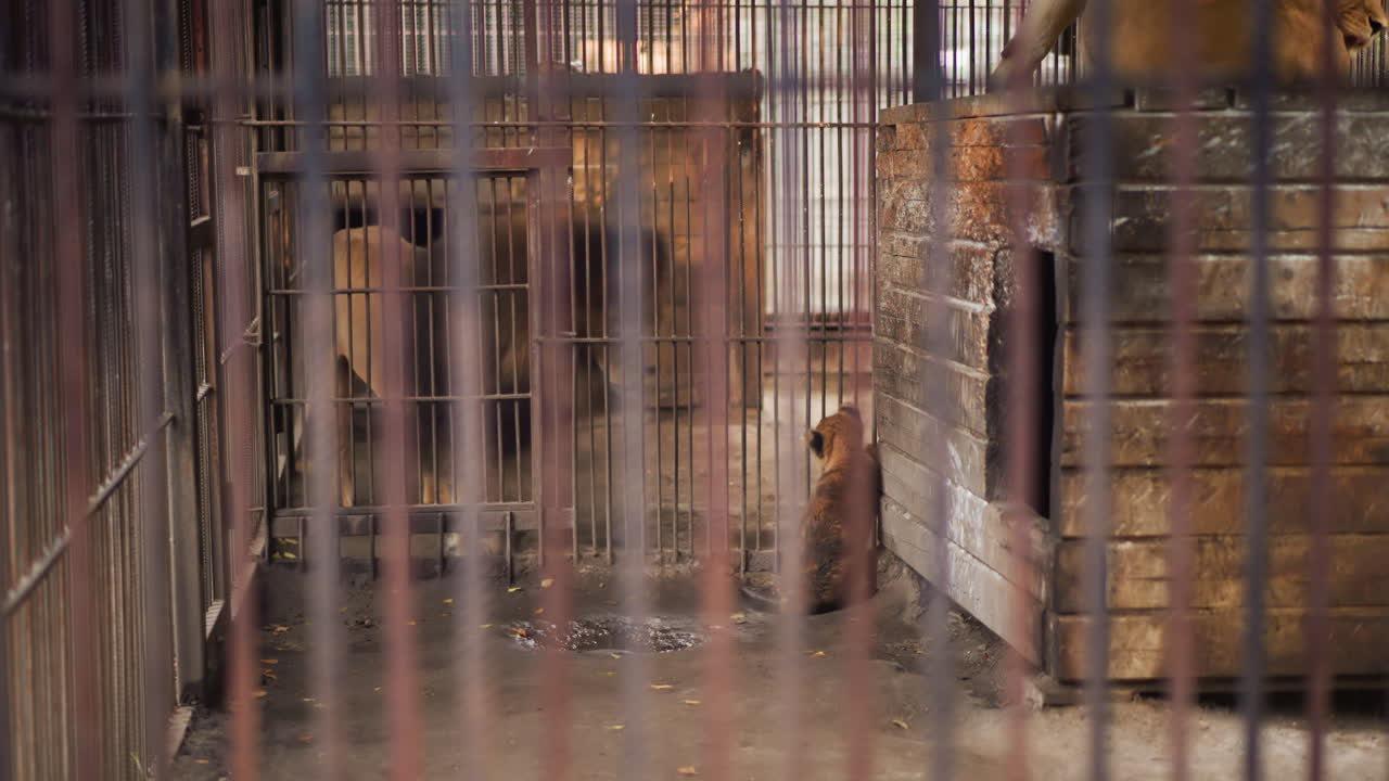 lonely brown dog behind rusted metal bars sitting beside wooden kennel in dim narrow corridor. wet concrete floor, peeling paint, scattered straw, faint whimpering and distant footsteps suggest