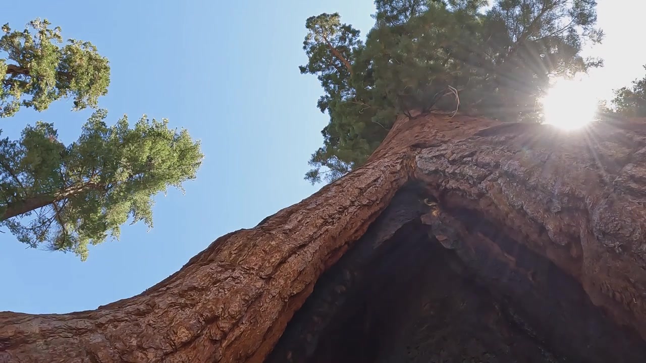 Ripresa dal basso che inquadra un'enorme sequoia: Sole attraverso la chioma