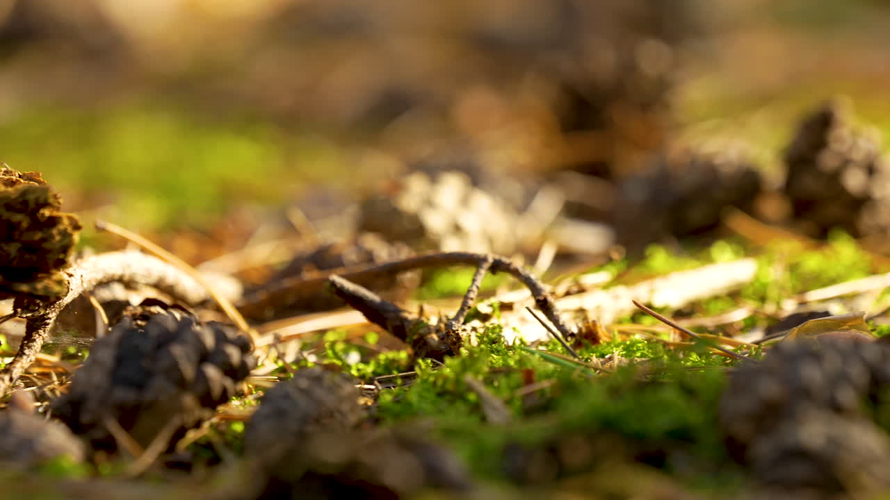 Primo piano del sottobosco con pigne, ramoscelli ed erba 4K.