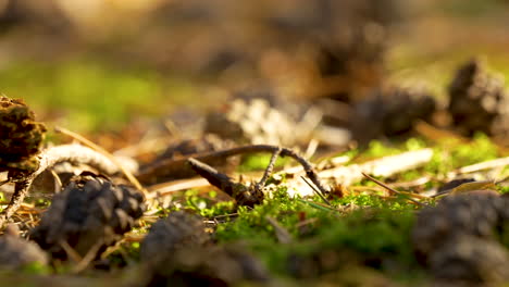 Nahaufnahme-Des-Waldbodens-Mit-Tannenzapfen,-Zweigen-Und-Gras-4k