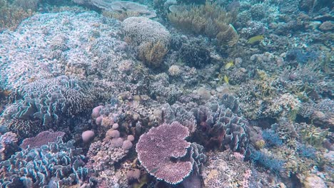 Stunning-colourful-coral-reef,-tropical-fish-and-underwater-life-of-coral-triangle,-scuba-diving-and-snorkeling-on-remote-tropical-island-Timor-Leste,-South-East-Asia