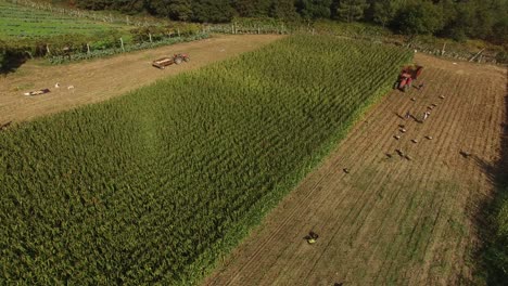 Tractor-Cortando-Y-Triturando-Maíz