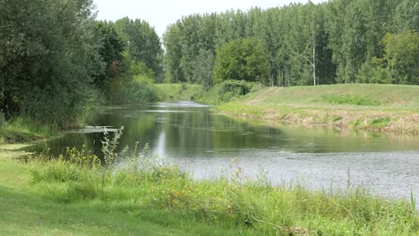 River-In-The-Forest-With-Dense-Green-Trees-In-Summer