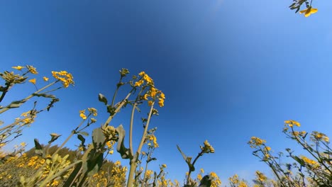 slow motion wide angle shot of flowering yellow rapeseeds on a sunny day