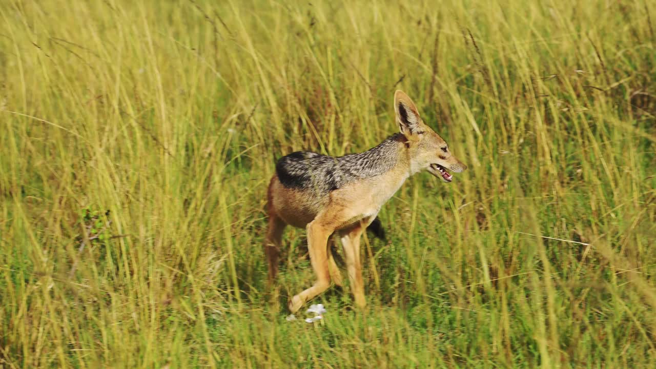 fotografía en cámara lenta de la vida silvestre africana en la reserva nacional de maasai mara, hábitat natural del chacal en las exuberantes praderas de kenia, áfrica animales de safari en la reserva norte de masai mara