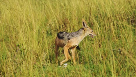 Toma-En-Cámara-Lenta-De-La-Vida-Silvestre-Africana-En-La-Reserva-Nacional-Masai-Mara,-Hábitat-Natural-Del-Chacal-En-Exuberantes-Praderas-De-Kenia,-Animales-De-Safari-Africanos-En-La-Conservación-Del-Norte-De-Masai-Mara