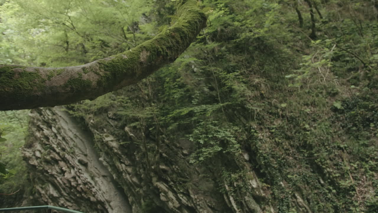 Forest Canyon with Moss-Covered Trees