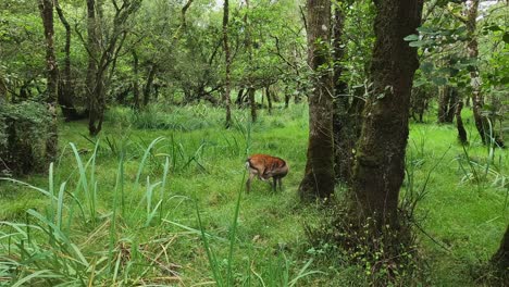 Spotted-Sika-deer-eats-green-grass-in-Killarney-National-Park,-Ireland