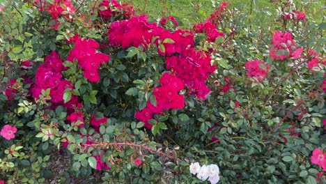 masses of red and pink roses in summer