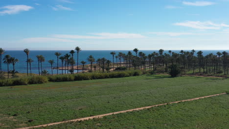 Luftaufnahme-Von-Palmen-Am-Meer-In-Spanien,-Blauer-Himmel,-Sonniger-Tag