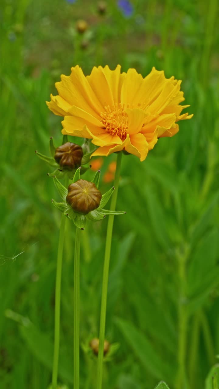 Un fiore selvatico giallo brillante si erge sopra l'erba verde e soffice alla fine della primavera, con boccioli vicini che suggeriscono un prato ancora in crescita verso la nuova stagione