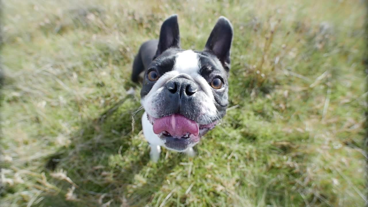 Buldogue francês preto e branco em vista olho de peixe. Cachorro feliz e sorridente