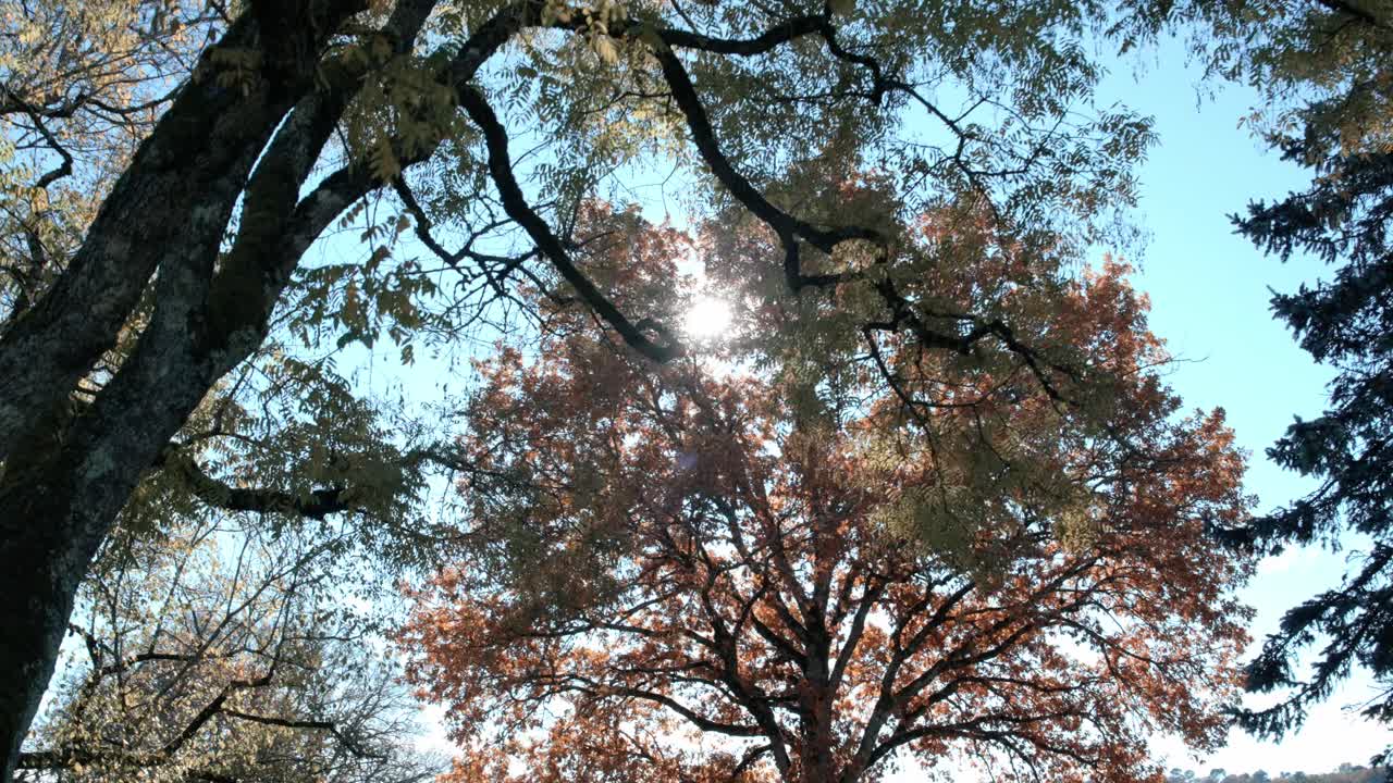 Beech Trees in Forest and Sunlight Rays Through Branches and Leaves, Low Angle View