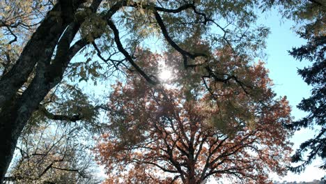 beech trees in forest and sunlight rays through branches and leaves, low angle view